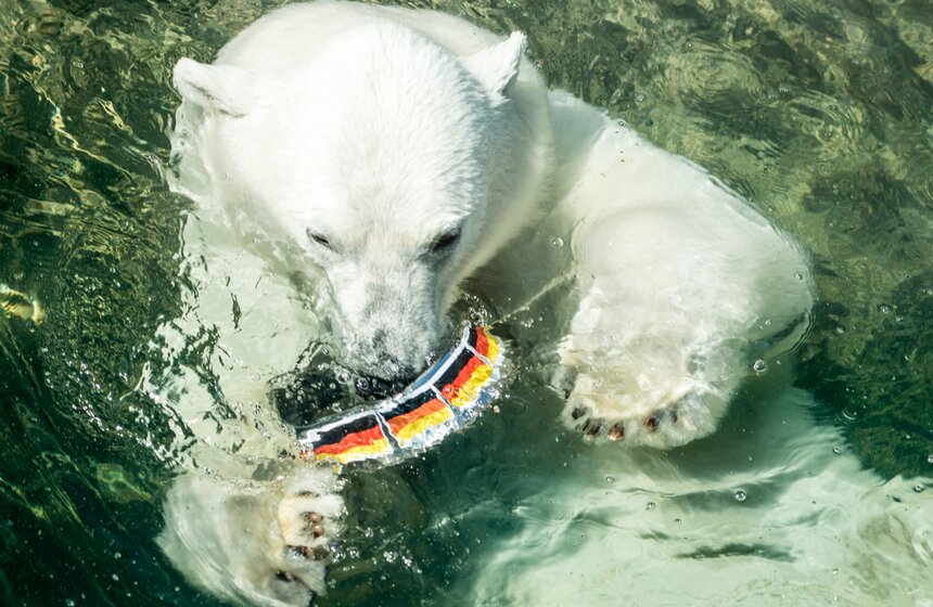 Белая медведица из зоопарка выбрала чемпиона Кубка конфедераций 7 фото