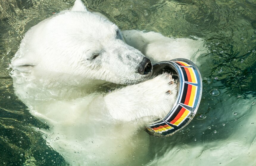 Белая медведица из зоопарка выбрала чемпиона Кубка конфедераций 6 фото