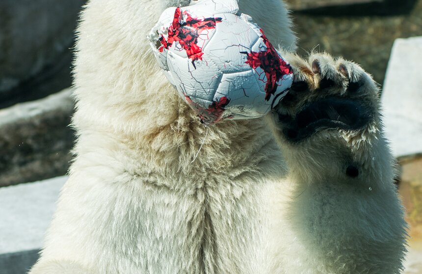 Белая медведица из зоопарка выбрала чемпиона Кубка конфедераций 11 фото