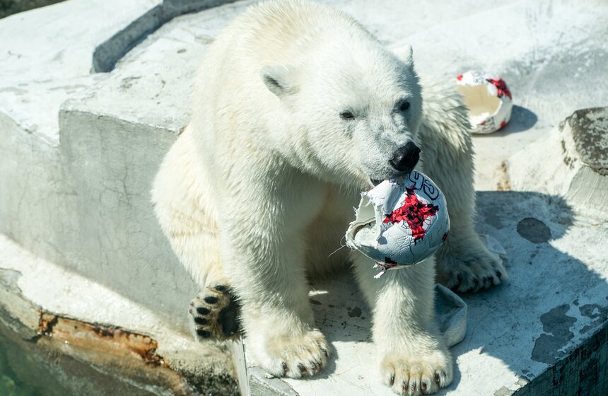 Белая медведица из зоопарка выбрала чемпиона Кубка конфедераций 10 фото