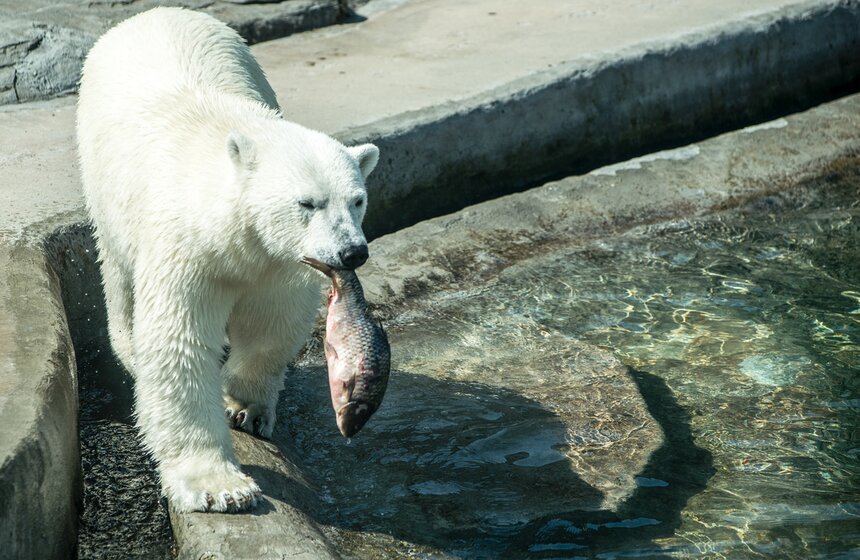 Белая медведица из зоопарка выбрала чемпиона Кубка конфедераций 12 фото