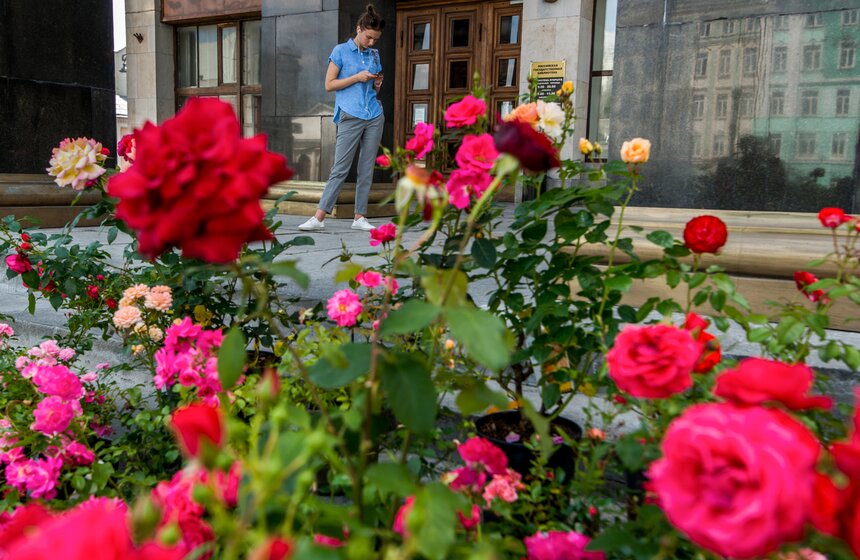 Розы расцвели на ступенях Российской государственной библиотеки 6 фото
