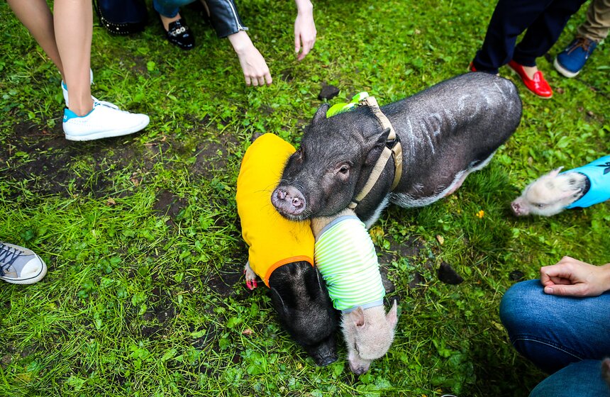 Фестиваль мини-пигов в Измайловском парке 7 фото