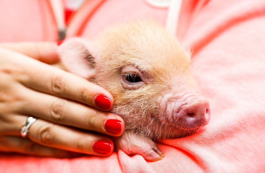 Фестиваль мини-пигов в Измайловском парке 6 фото