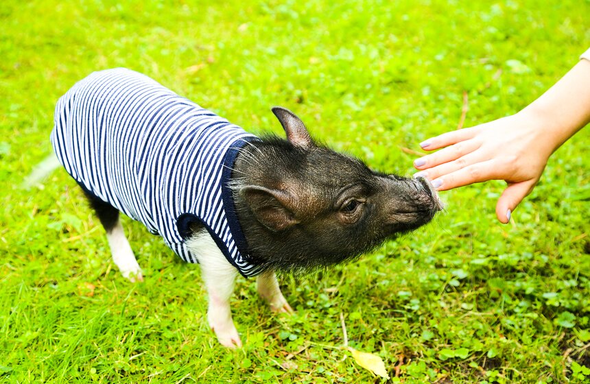 Фестиваль мини-пигов в Измайловском парке 1 фото