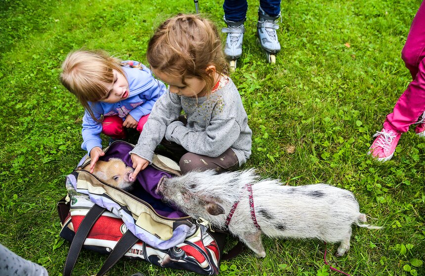 Фестиваль мини-пигов в Измайловском парке 28 фото