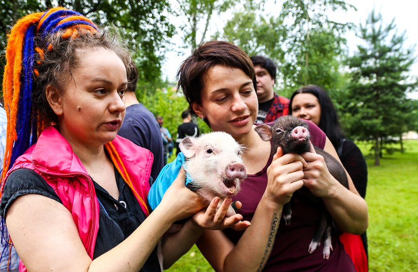 Фестиваль мини-пигов в Измайловском парке 9 фото