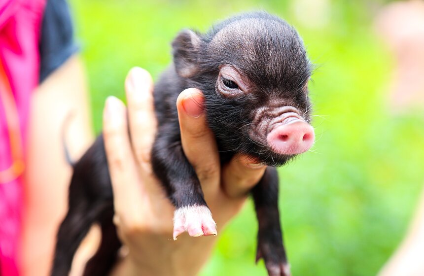 Фестиваль мини-пигов в Измайловском парке 8 фото