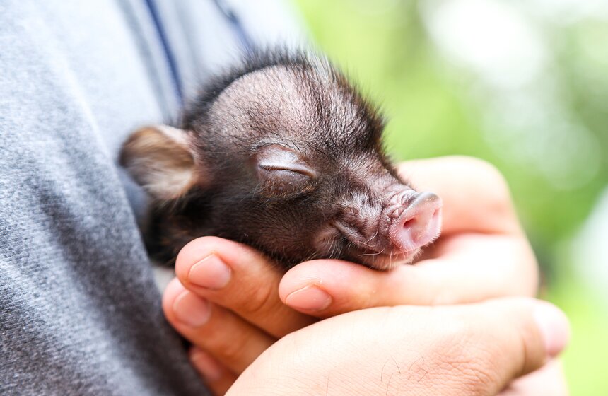 Фестиваль мини-пигов в Измайловском парке 11 фото