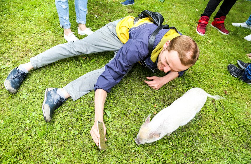 Фестиваль мини-пигов в Измайловском парке 12 фото