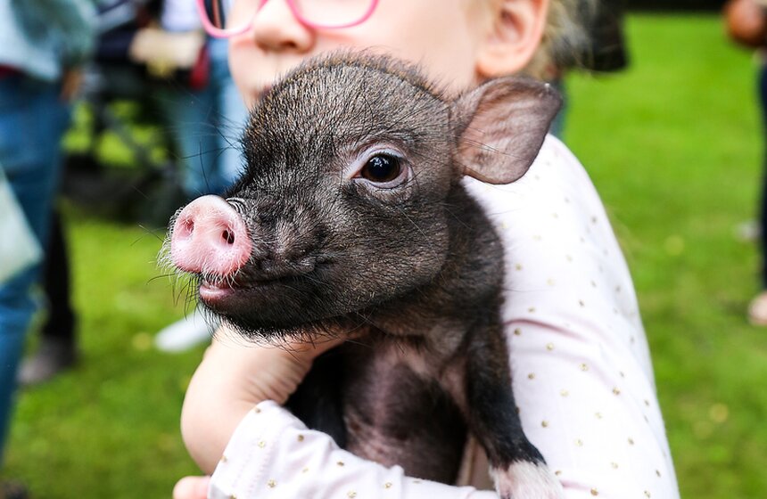 Фестиваль мини-пигов в Измайловском парке 25 фото