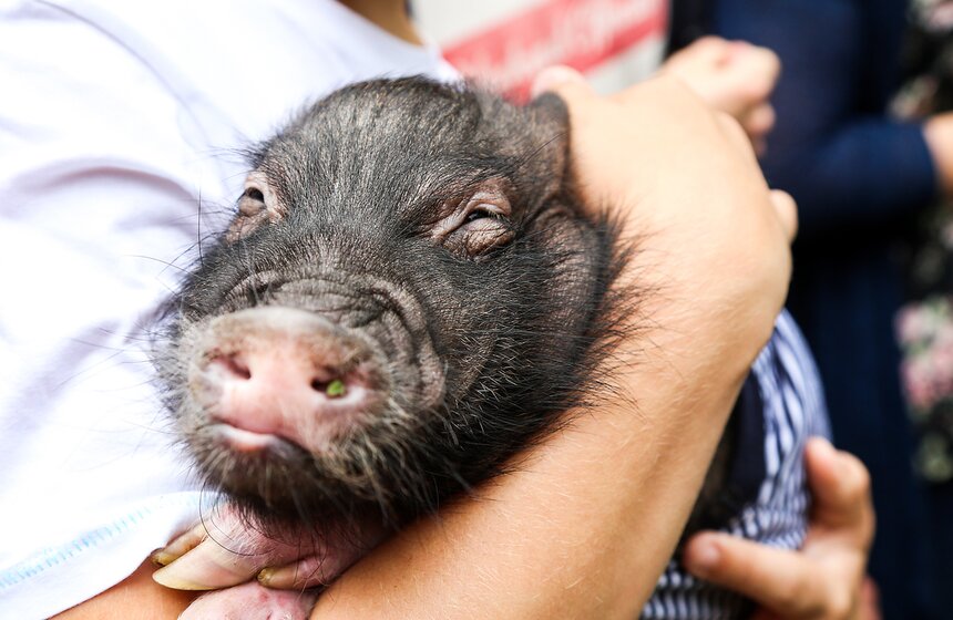 Фестиваль мини-пигов в Измайловском парке 17 фото