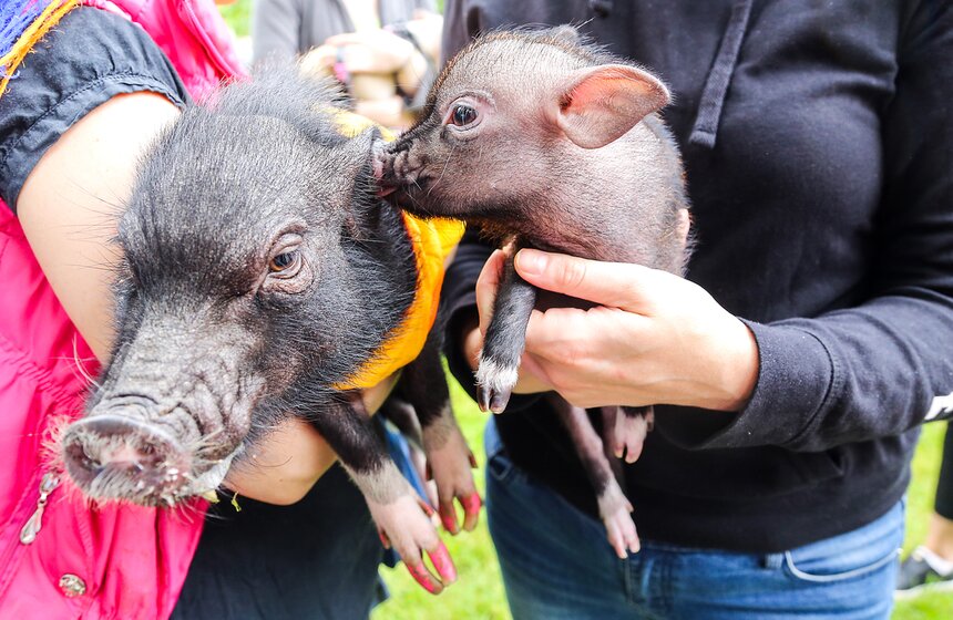 Фестиваль мини-пигов в Измайловском парке 22 фото