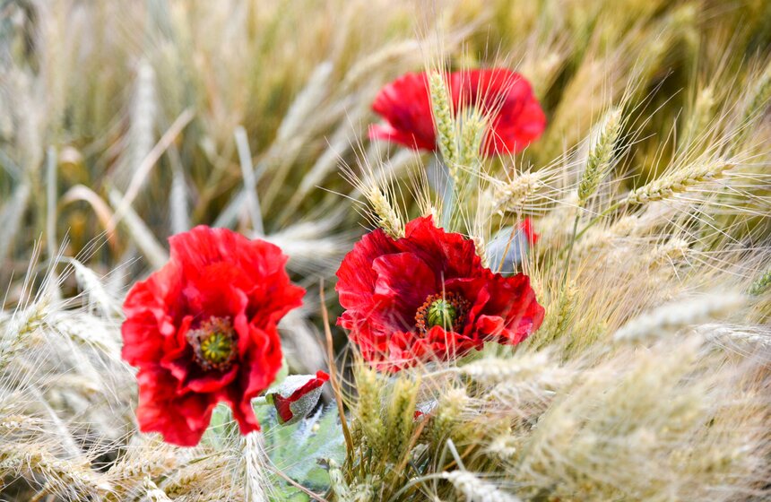 Фестиваль "Московское лето. Цветочный джем" открылся в столице 4 фото