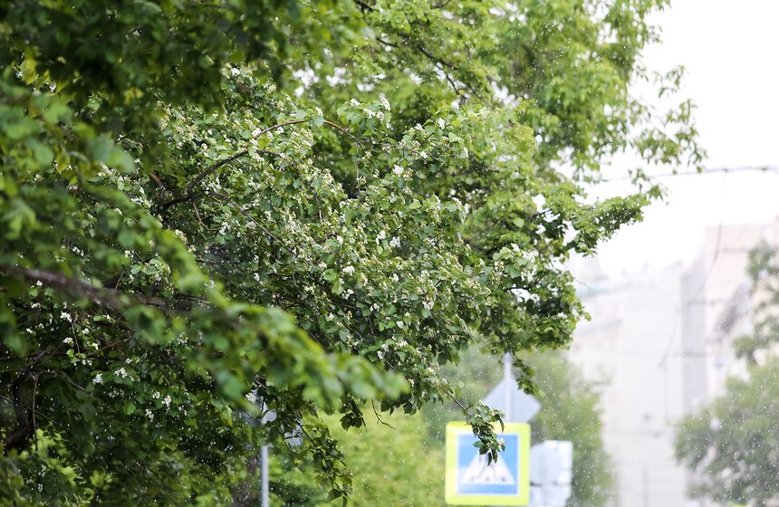 Летний снег прошел в Москве 6 фото