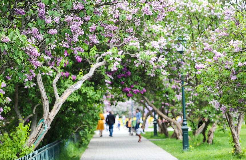 Как цветет сирень в "Сиреневом саду" 25 фото