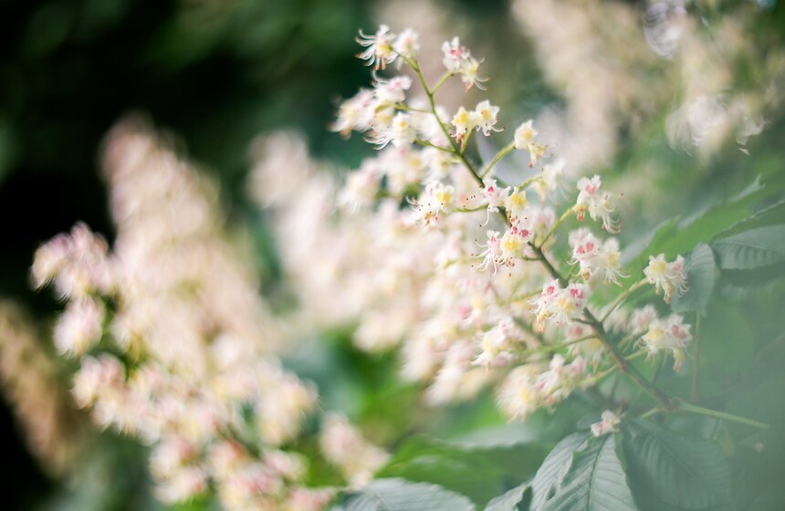 Как цветет сирень в "Сиреневом саду" 22 фото