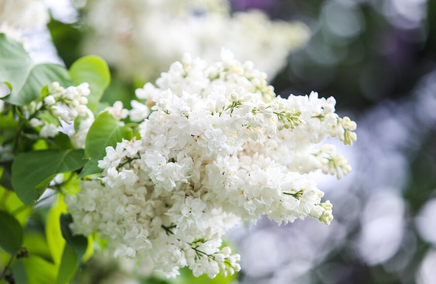 Как цветет сирень в "Сиреневом саду" 28 фото