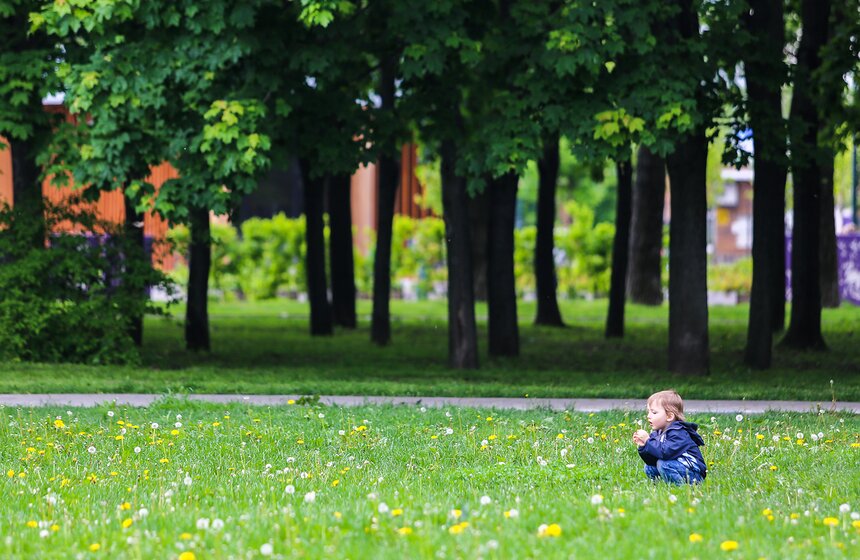Как цветет сирень в "Сиреневом саду" 27 фото