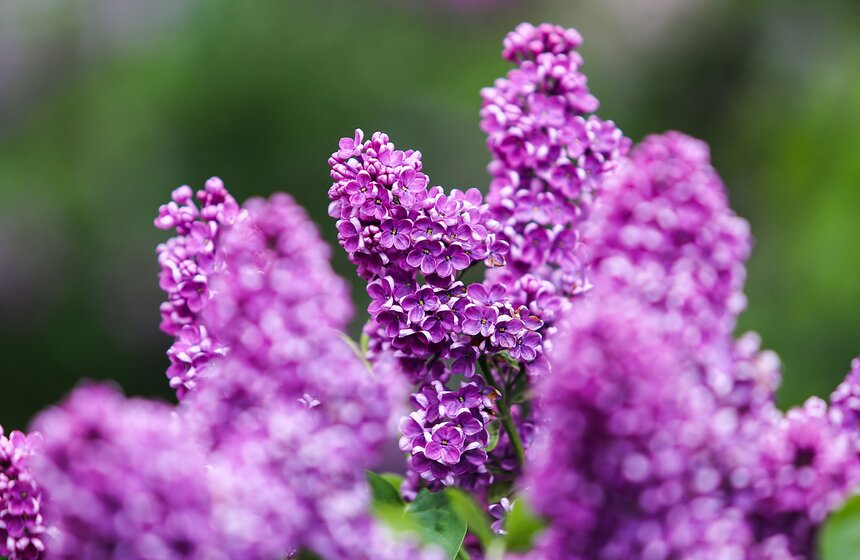 Как цветет сирень в "Сиреневом саду" 26 фото