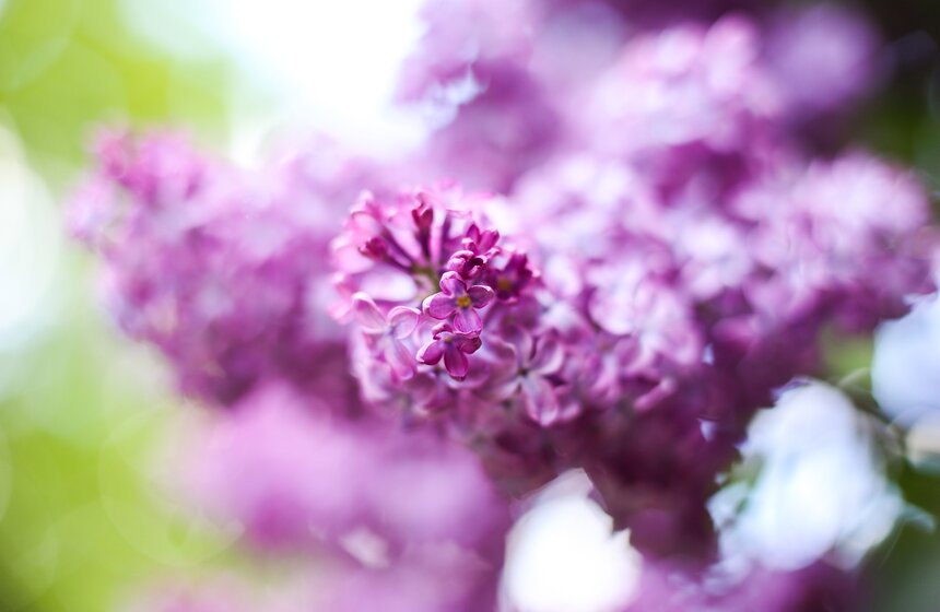 Как цветет сирень в "Сиреневом саду" 13 фото