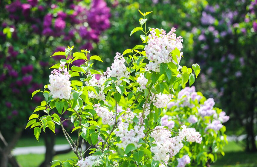 Как цветет сирень в "Сиреневом саду" 12 фото