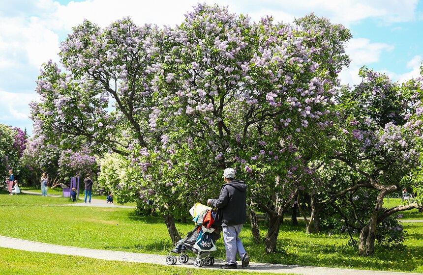 Как цветет сирень в "Сиреневом саду" 8 фото