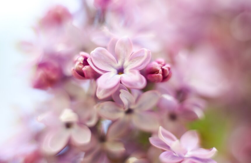 Как цветет сирень в "Сиреневом саду" 10 фото