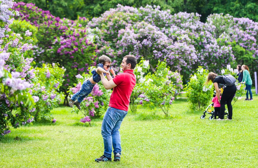 Как цветет сирень в "Сиреневом саду" 11 фото
