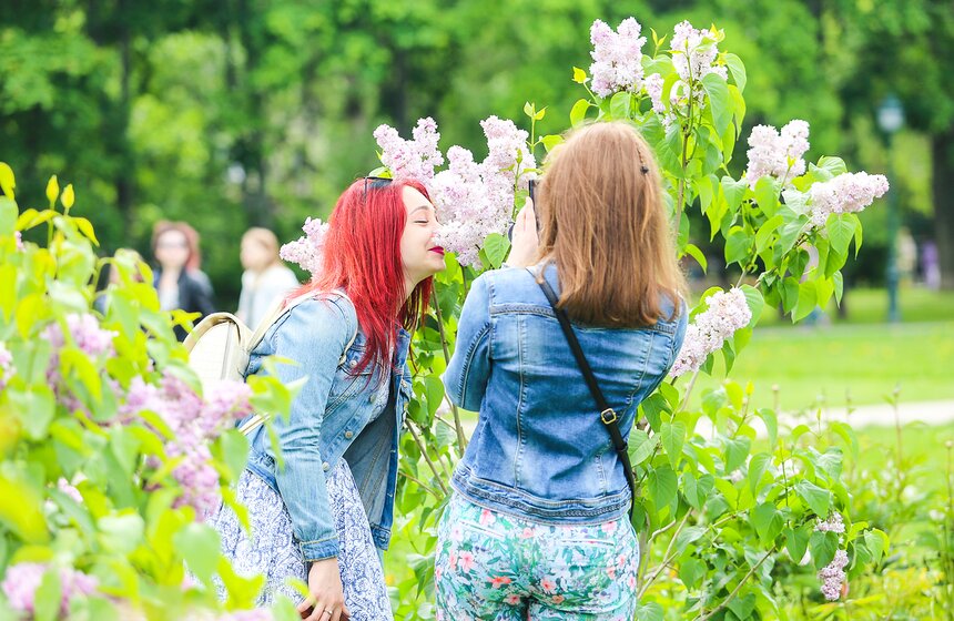 Как цветет сирень в "Сиреневом саду" 20 фото