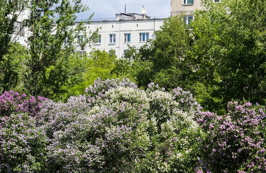 Как цветет сирень в "Сиреневом саду" 14 фото