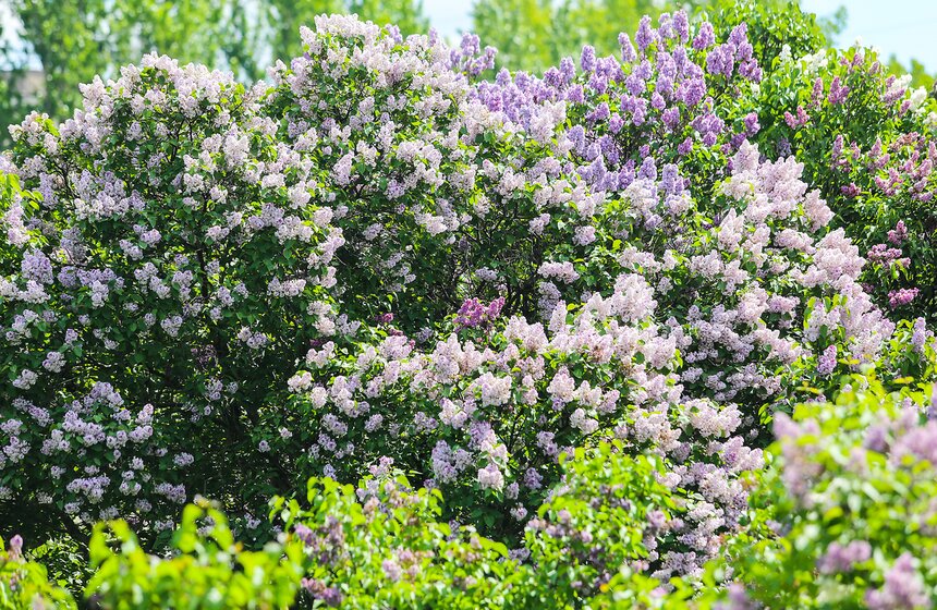 Как цветет сирень в "Сиреневом саду" 6 фото