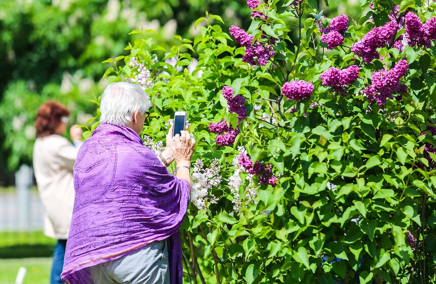 Как цветет сирень в "Сиреневом саду" 5 фото