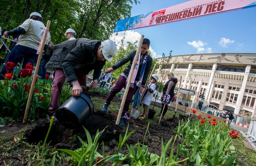 Посадка вишневого сада в рамках фестиваля искусств. Фото 35 фото