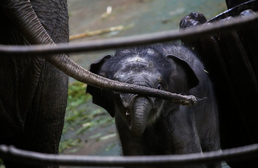 Слоненок Филимон родился в Московском зоопарке. Фото 19 фото