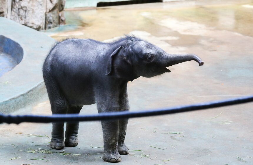 Слоненок Филимон родился в Московском зоопарке. Фото 13 фото