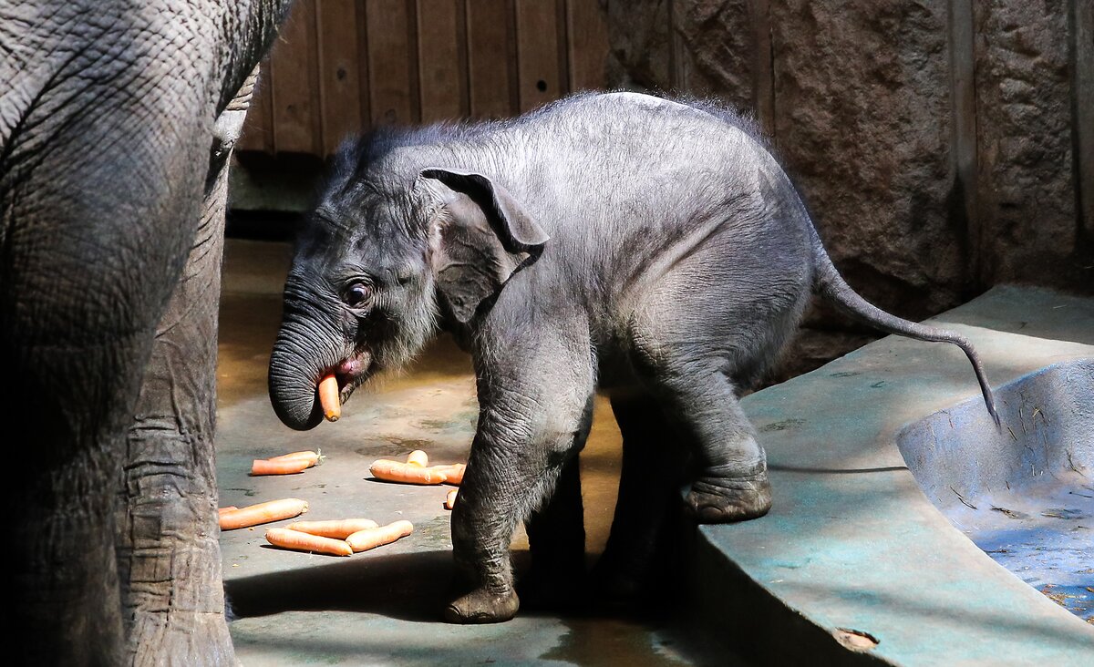 Вес слоненка. Слон в Московском зоопарке.