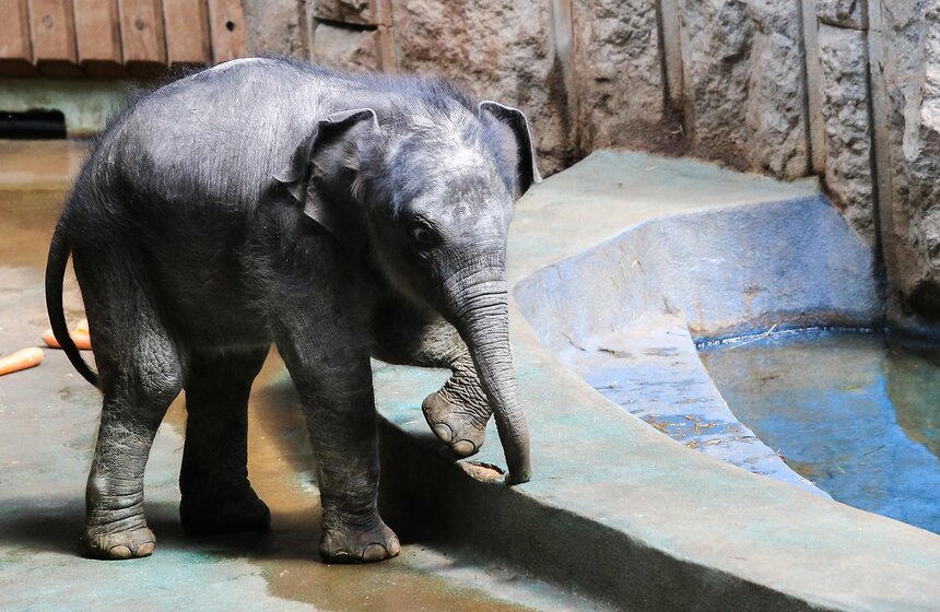Слоненок Филимон родился в Московском зоопарке. Фото 6 фото