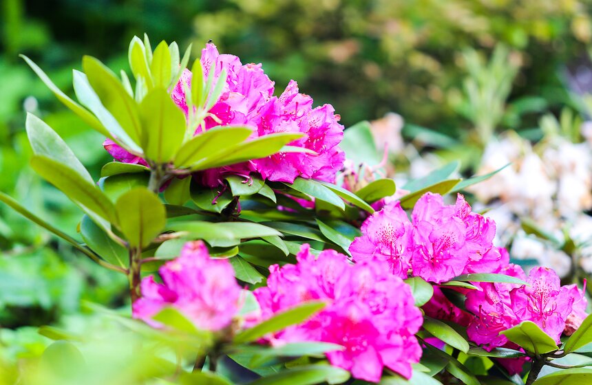 "Большой концерт: классика в центре города" 7 фото