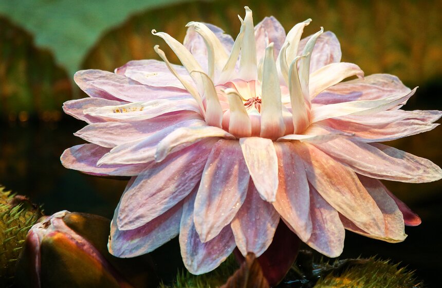 "Большой концерт: классика в центре города" 4 фото