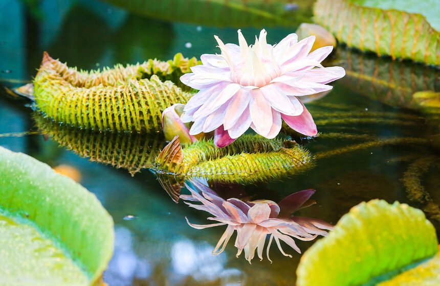 "Большой концерт: классика в центре города" 2 фото