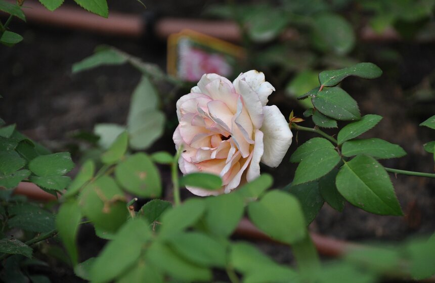 В парке Горького высадили три тысячи роз 7 фото