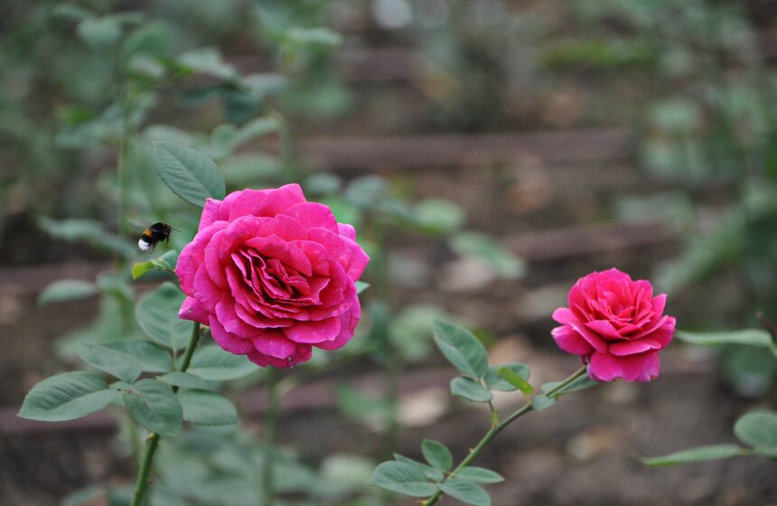 В парке Горького высадили три тысячи роз 5 фото