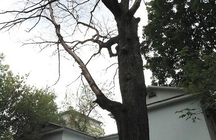 Сергей Собянин посетил дом-музей Тургенева 9 фото