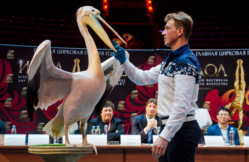 Дрессированные пеликаны