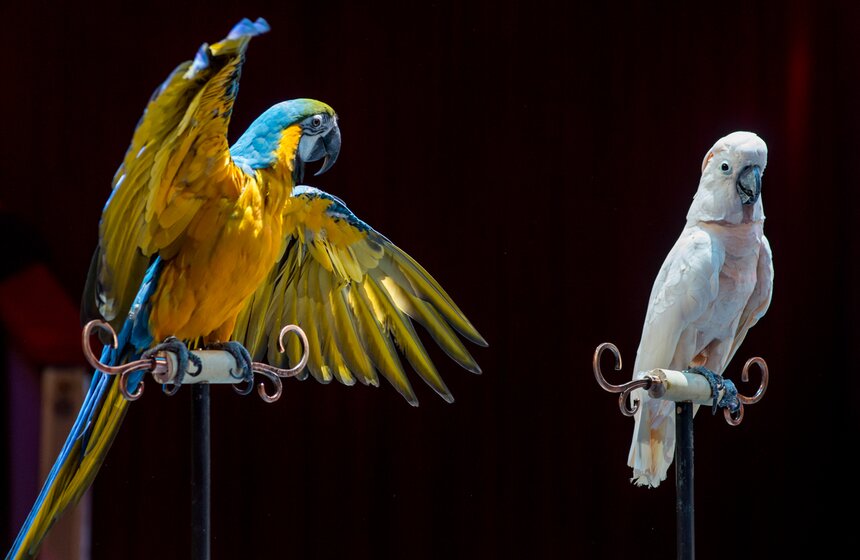 Пернатые артисты