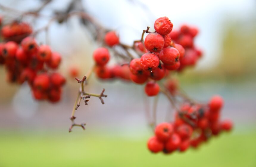Обновленный парк подарит жителям мегаполиса возможность насладиться природой, не выезжая за пределы города
