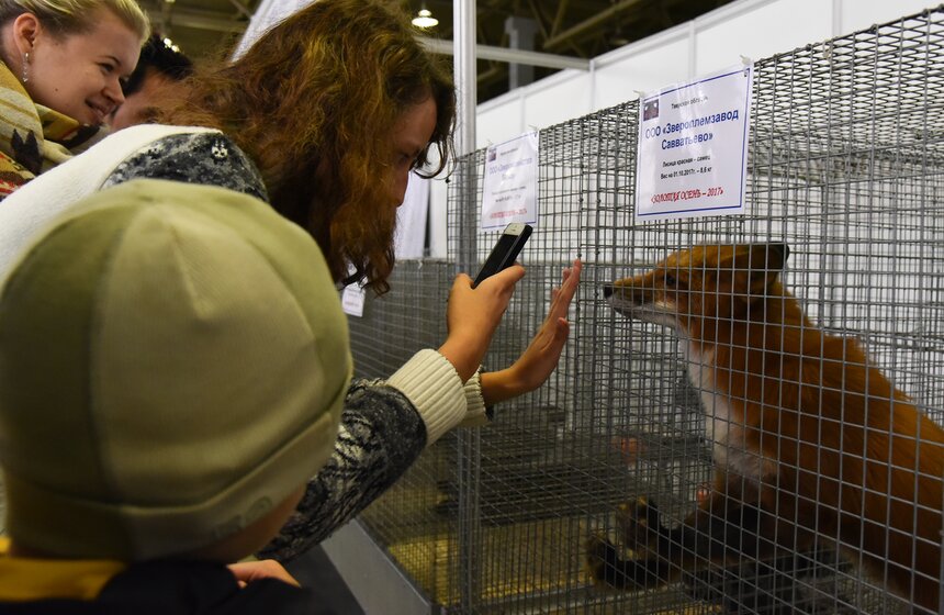А это лиса, и она знакомится с гостями выставки