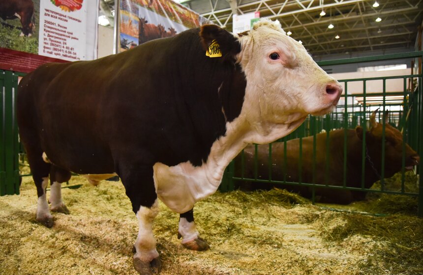 Выставка также предоставила посетителям возможность ознакомиться с различными породами рогатого скота