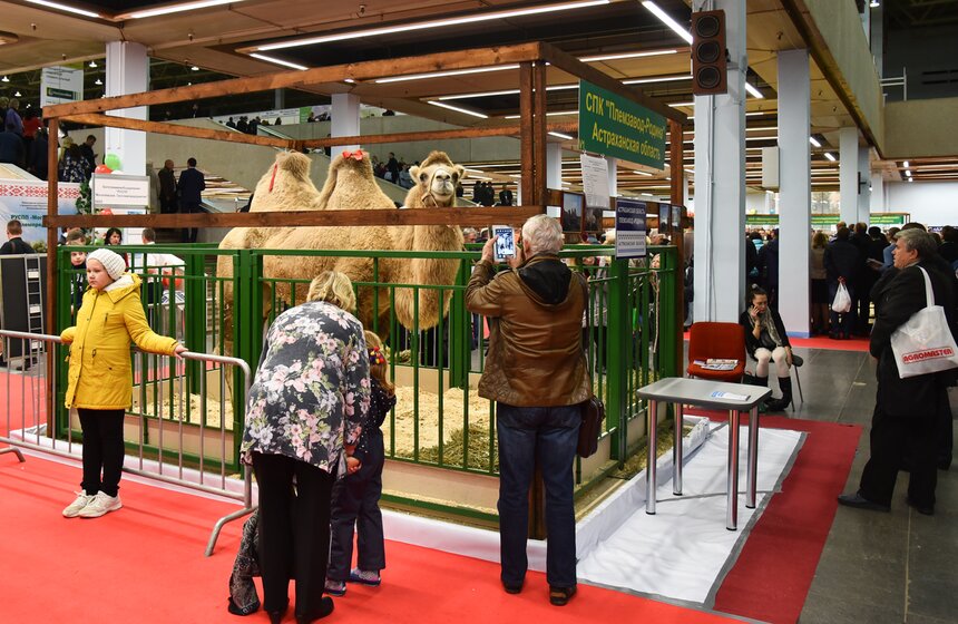 Не интересно ходить между прилавками – можно посмотреть стенды, и найти, например, верблюда